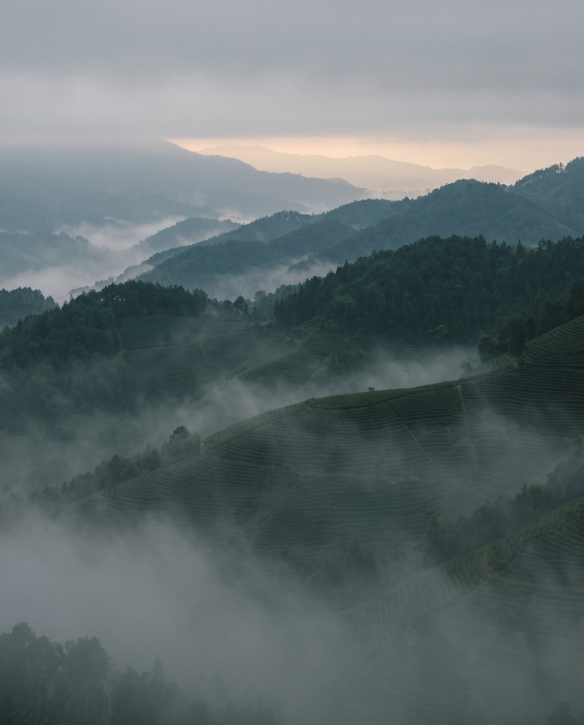 Misted ridges of tea country in Yunnan